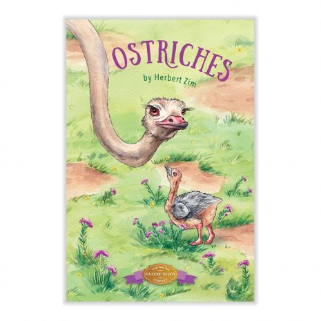 ostriches-cover_1024x